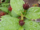 Eastern sweetshrub